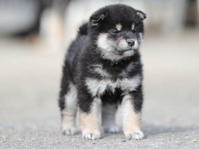 AI5I6565-puppy AI5I6565-puppy