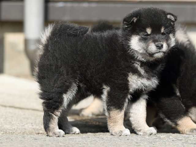 AI5I6578-puppy AI5I6578-puppy