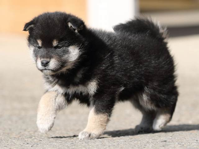 AI5I6599-puppy AI5I6599-puppy