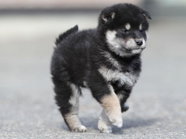 AI5I6628-puppy AI5I6628-puppy