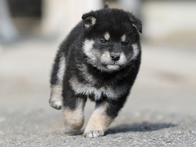 AI5I6647-puppy AI5I6647-puppy