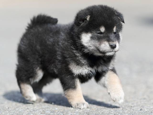 AI5I6678-puppy AI5I6678-puppy