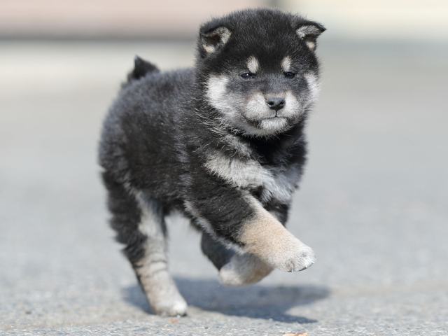 AI5I6713-puppy AI5I6713-puppy