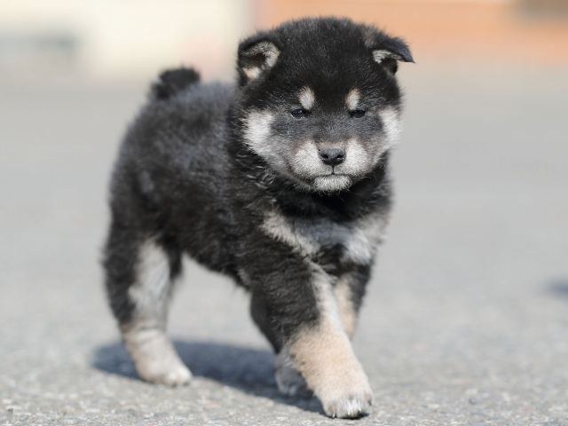 AI5I6721-puppy AI5I6721-puppy