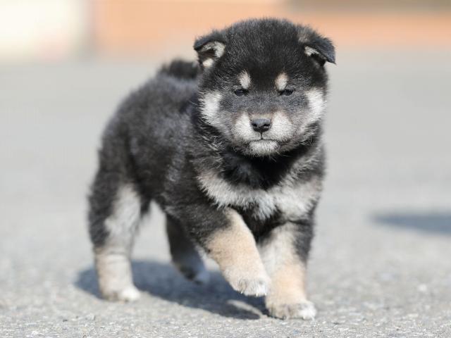 AI5I6725-puppy AI5I6725-puppy