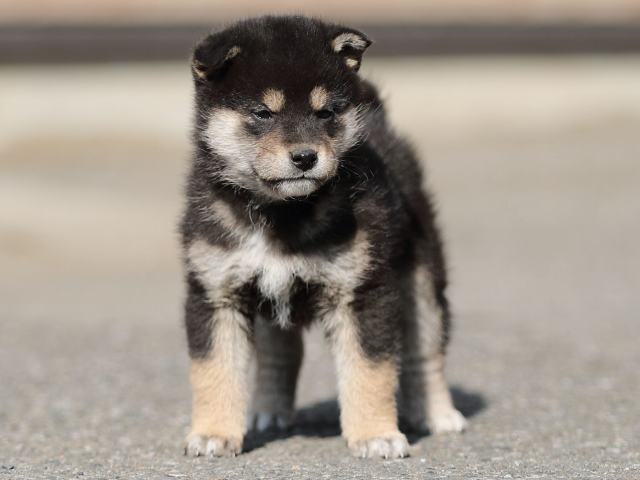AI5I6768-puppy AI5I6768-puppy