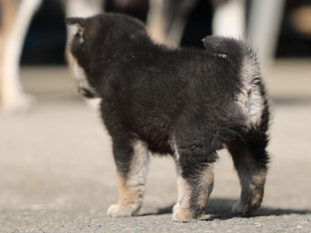 AI5I6798-puppy AI5I6798-puppy