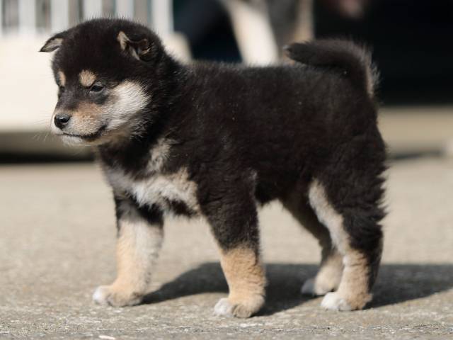 AI5I6822-puppy AI5I6822-puppy