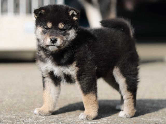 AI5I6827-puppy AI5I6827-puppy