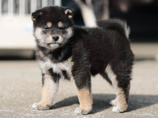 AI5I6833-puppy AI5I6833-puppy