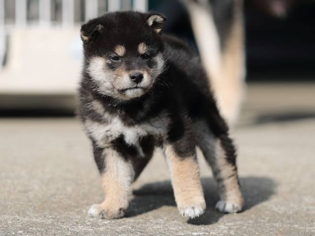 AI5I6837-puppy AI5I6837-puppy