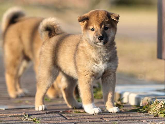 AI5I7603-puppy AI5I7603-puppy