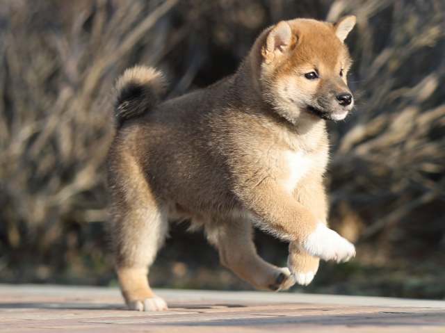 AI5I7807-puppy AI5I7807-puppy