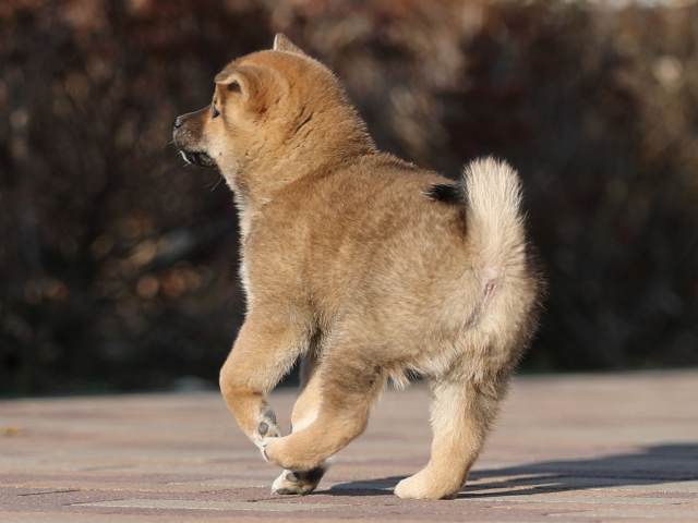 AI5I7960-puppy AI5I7960-puppy