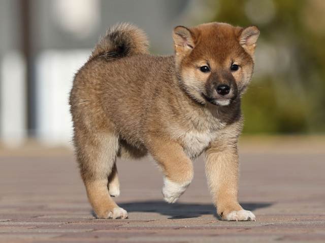 AI5I7976-puppy AI5I7976-puppy