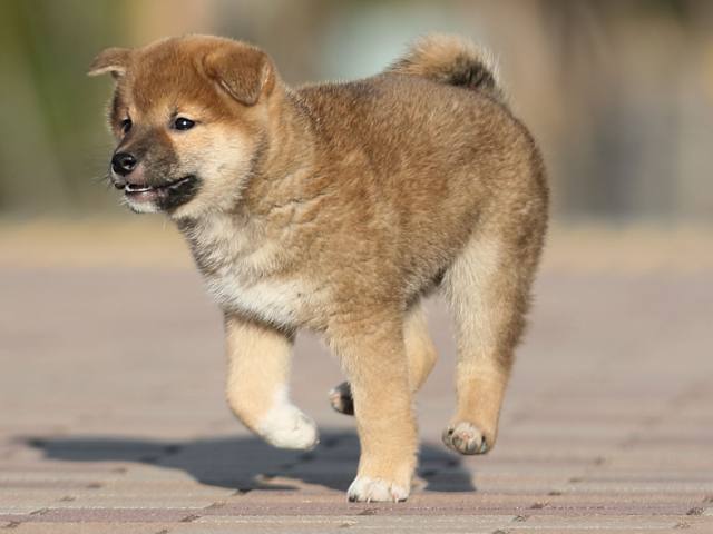 AI5I8067-puppy AI5I8067-puppy