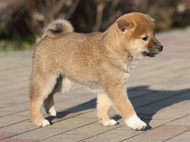 AI5I8107-puppy AI5I8107-puppy