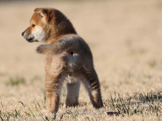 AI5I8311-puppy AI5I8311-puppy