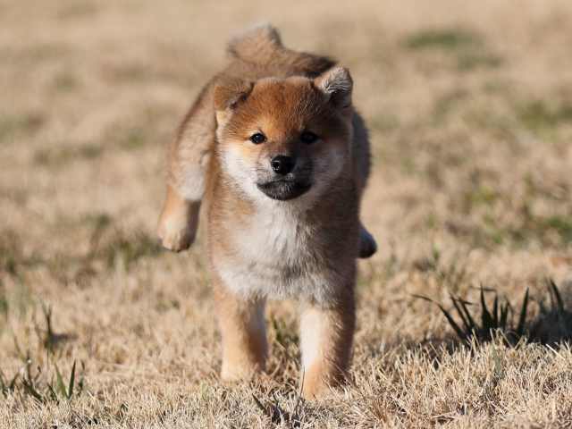 AI5I8328-puppy AI5I8328-puppy