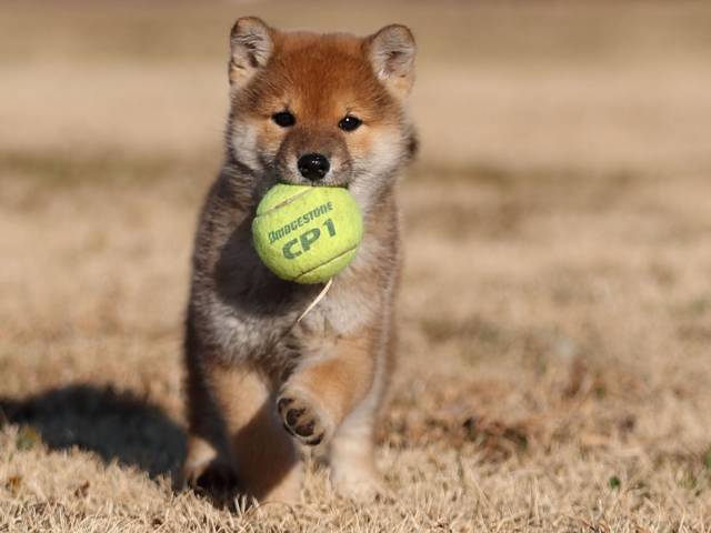 AI5I8349-puppy AI5I8349-puppy