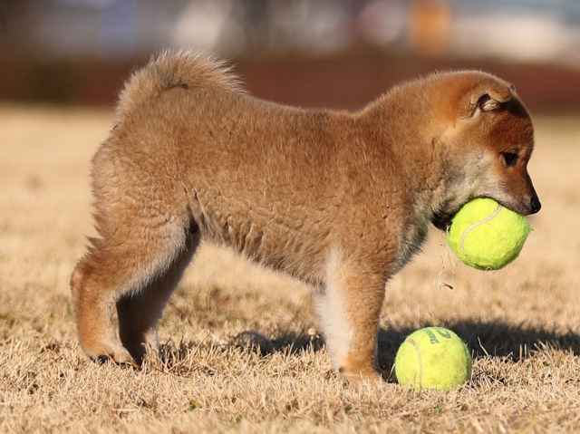 AI5I8378-puppy AI5I8378-puppy