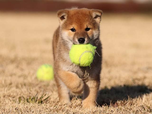 AI5I8389-puppy AI5I8389-puppy