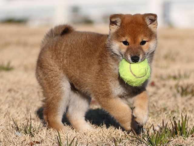 AI5I8419-puppy AI5I8419-puppy