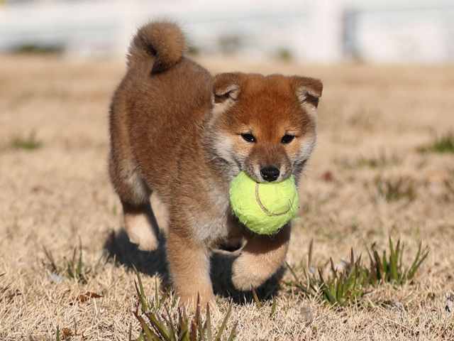AI5I8423-puppy AI5I8423-puppy