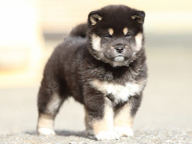 FP5A5606-puppy FP5A5606-puppy