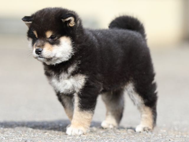 FP5A5631-puppy FP5A5631-puppy