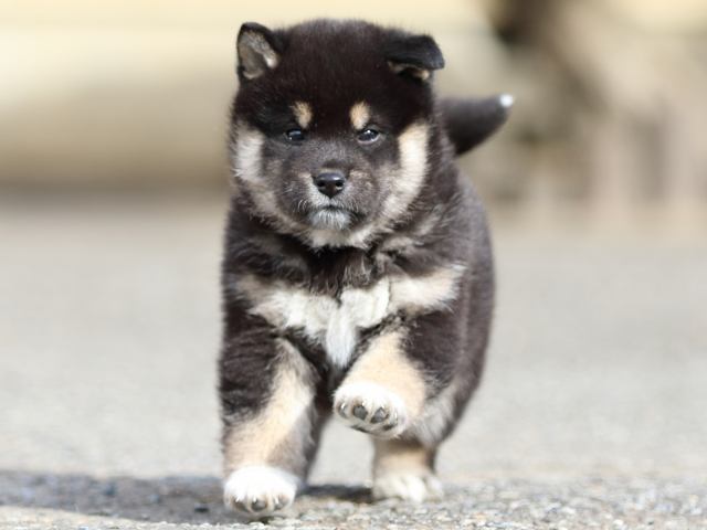 FP5A5657-puppy FP5A5657-puppy