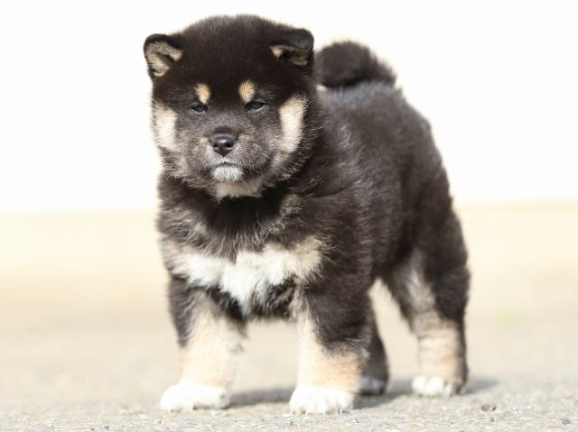 FP5A5719-puppy FP5A5719-puppy