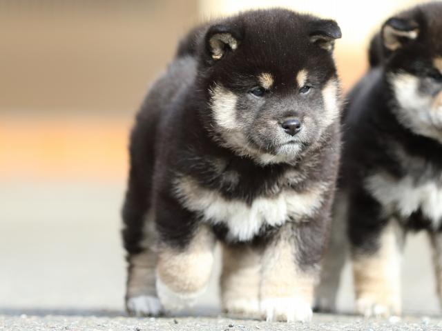 FP5A5740-puppy FP5A5740-puppy