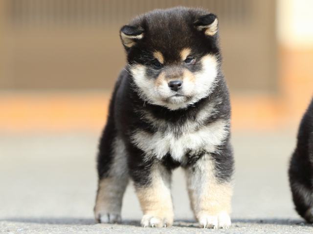 FP5A5746-puppy FP5A5746-puppy