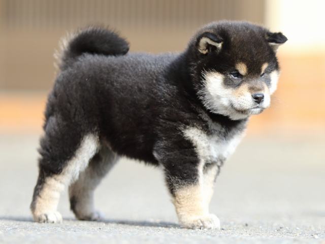 FP5A5754-puppy FP5A5754-puppy