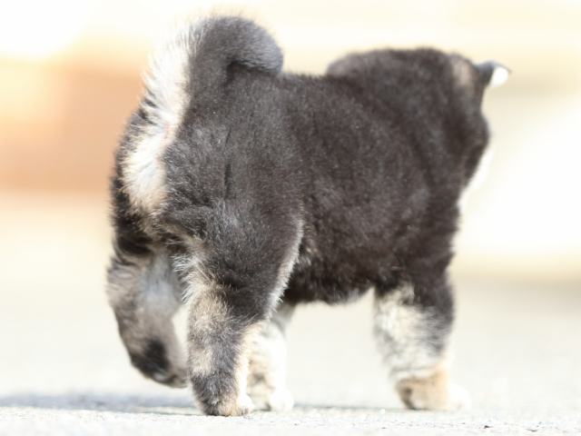 FP5A5760-puppy FP5A5760-puppy
