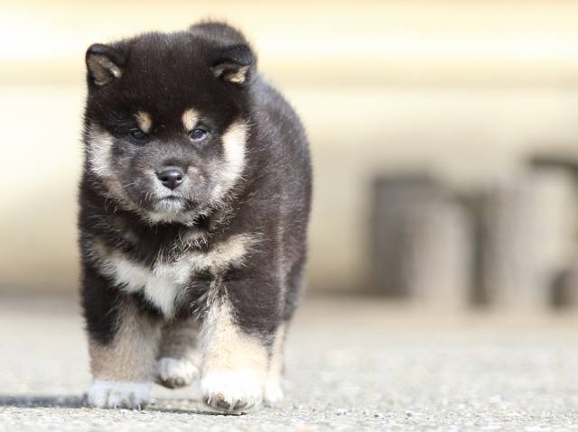 FP5A5772-puppy FP5A5772-puppy