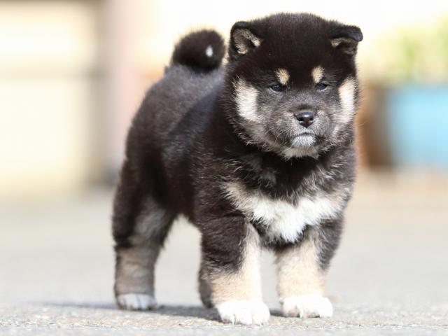 FP5A5843-puppy FP5A5843-puppy