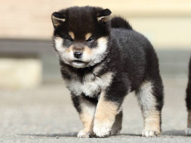 FP5A5897-puppy FP5A5897-puppy