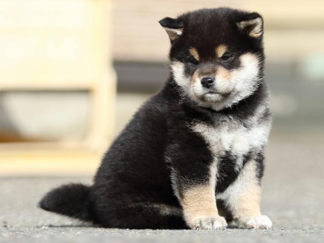 FP5A5903-puppy FP5A5903-puppy