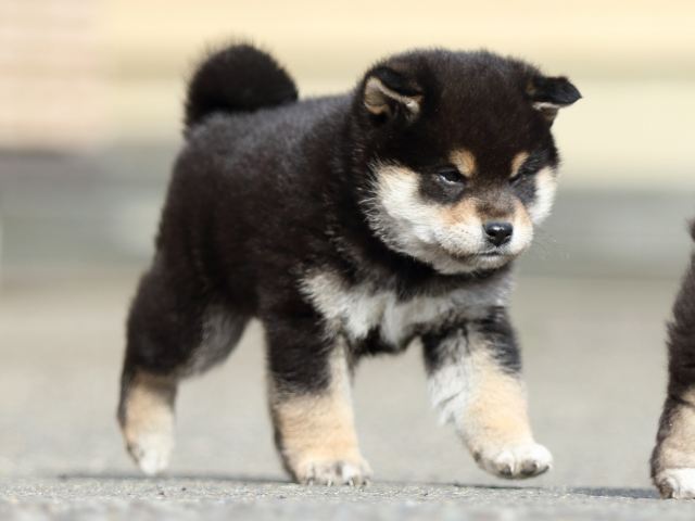 FP5A5911-puppy FP5A5911-puppy