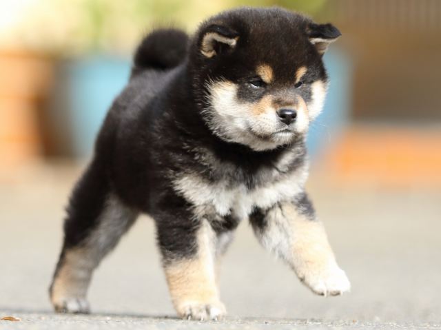 FP5A5959-puppy FP5A5959-puppy