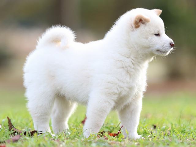 fp5a6006-puppy fp5a6006-puppy