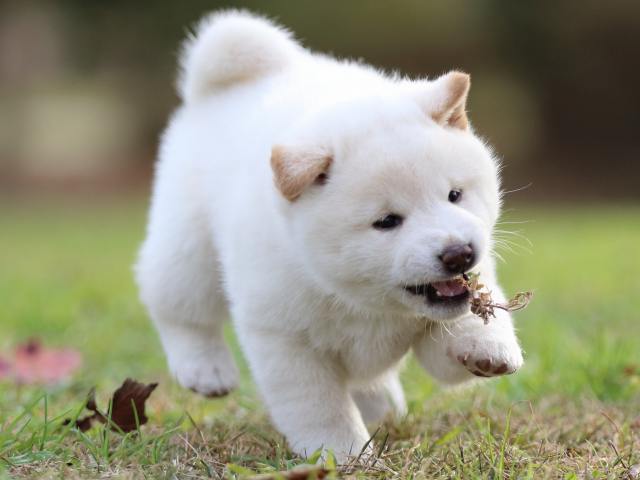 fp5a6016-puppy fp5a6016-puppy