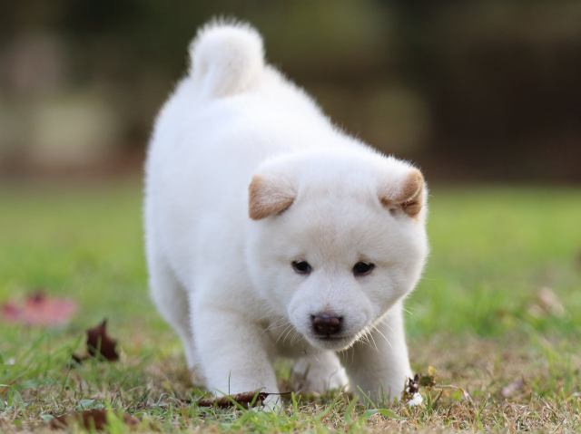 fp5a6019-puppy fp5a6019-puppy