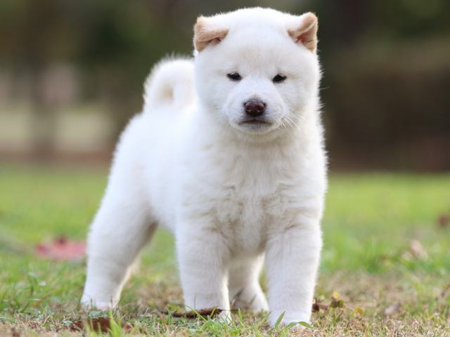 fp5a6027-puppy fp5a6027-puppy