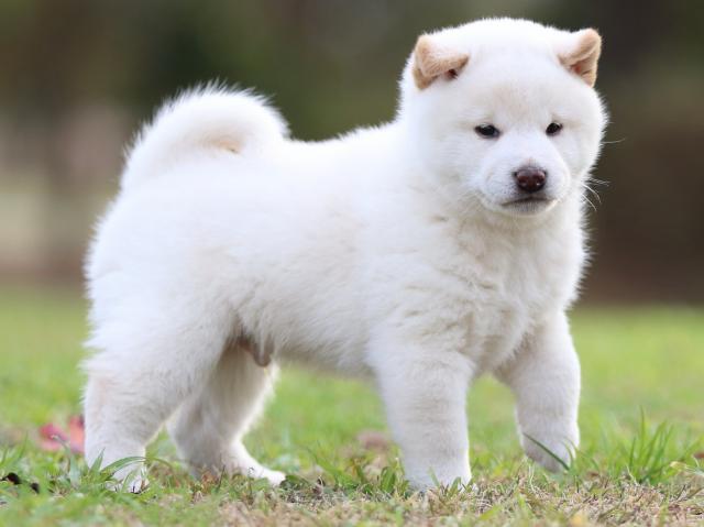 fp5a6056-puppy fp5a6056-puppy