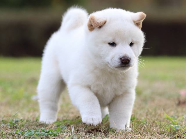 fp5a6090-puppy fp5a6090-puppy