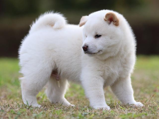 fp5a6107-puppy fp5a6107-puppy