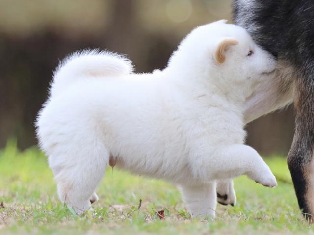 fp5a6133-puppy fp5a6133-puppy